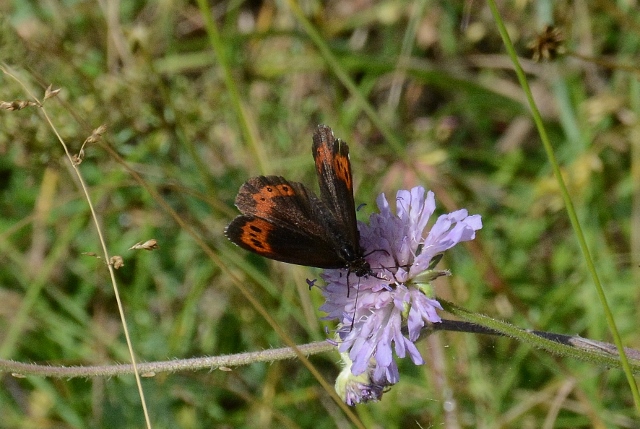 Erebia. Si, ma quale specie?  Erebia ligea ed Erebia albergana
